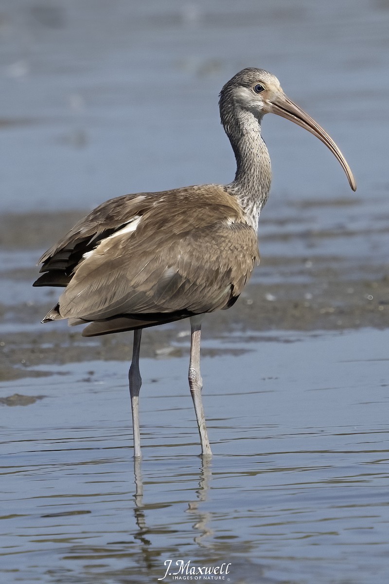 White Ibis - ML644332285
