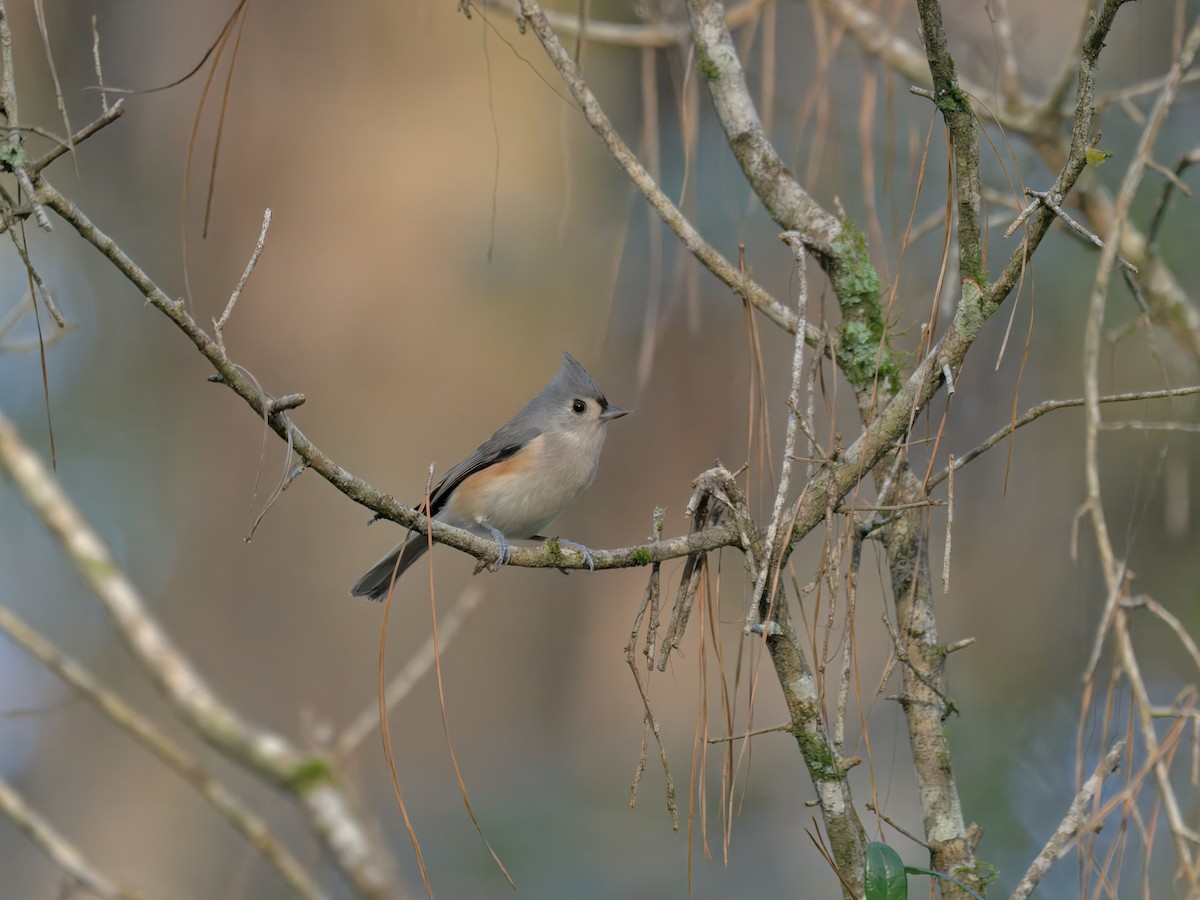 Tufted Titmouse - ML644332289