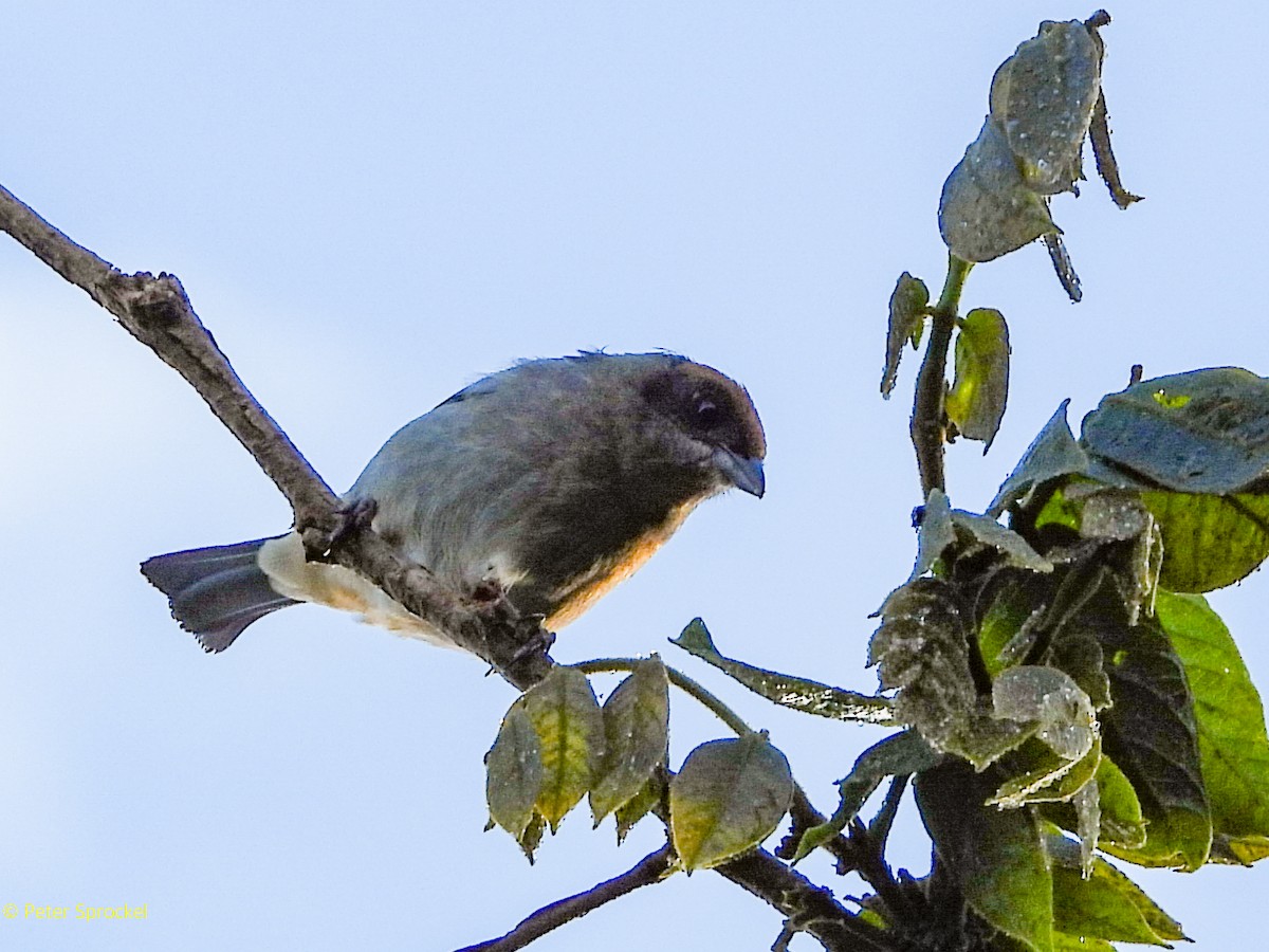 Scrub Tanager - ML644332298