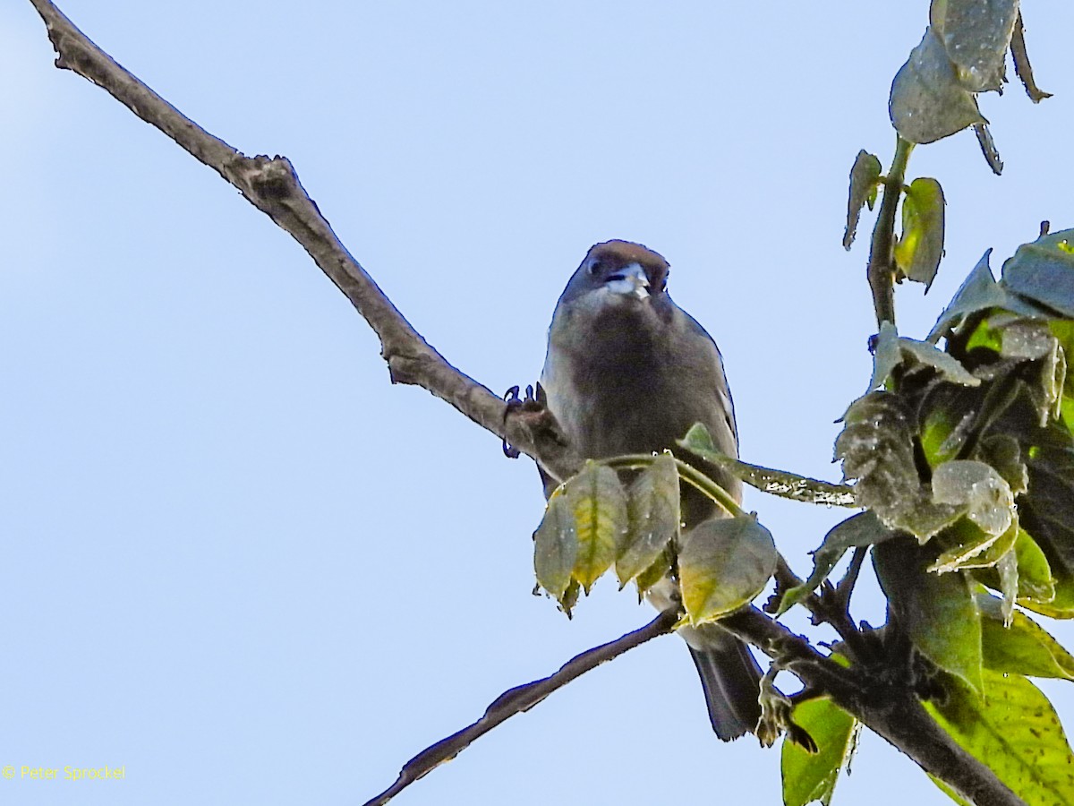 Scrub Tanager - ML644332299