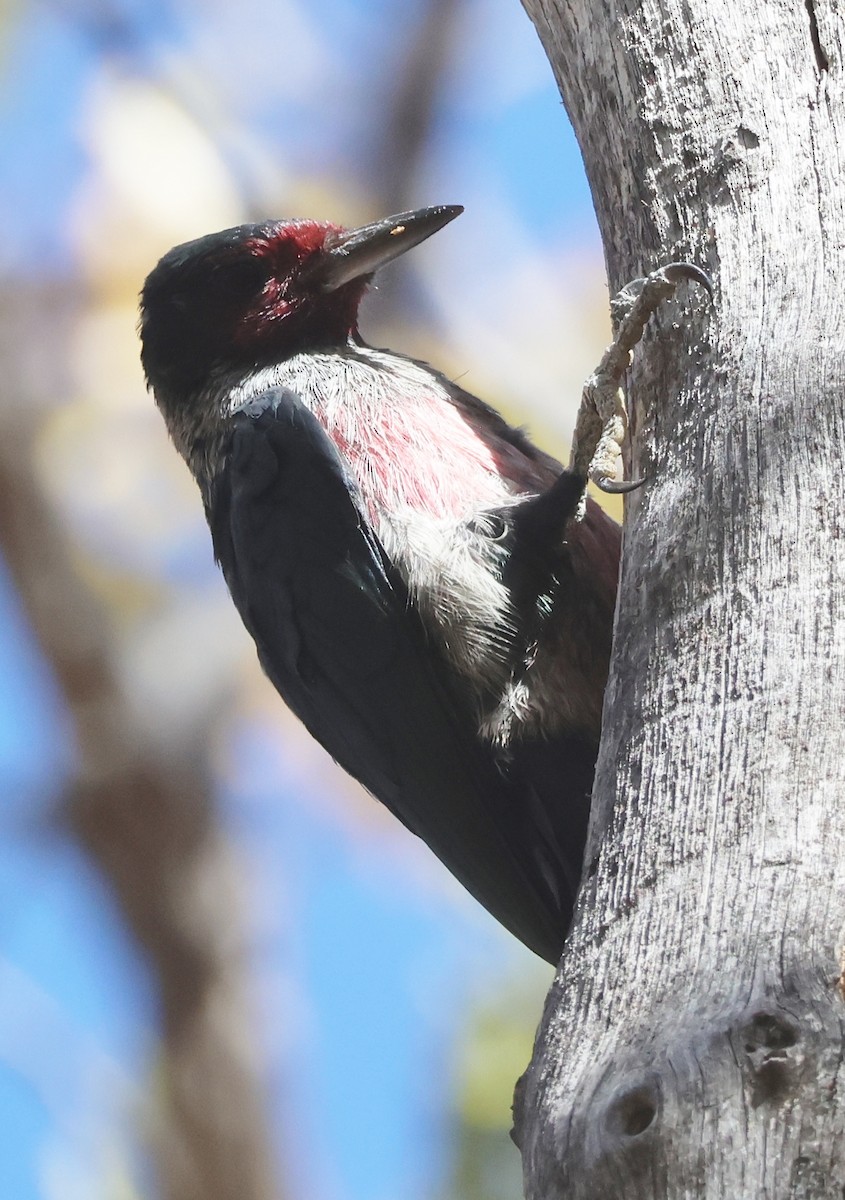 Lewis's Woodpecker - ML644332300