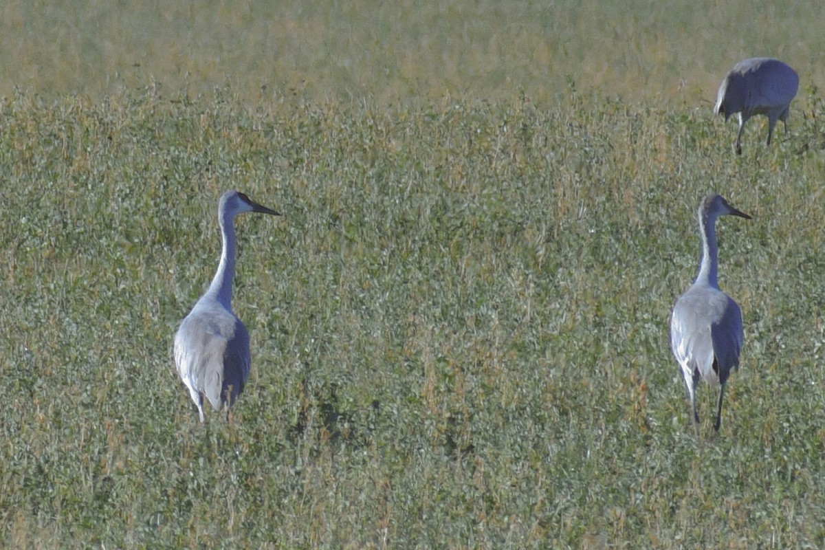 Sandhill Crane - ML644332303