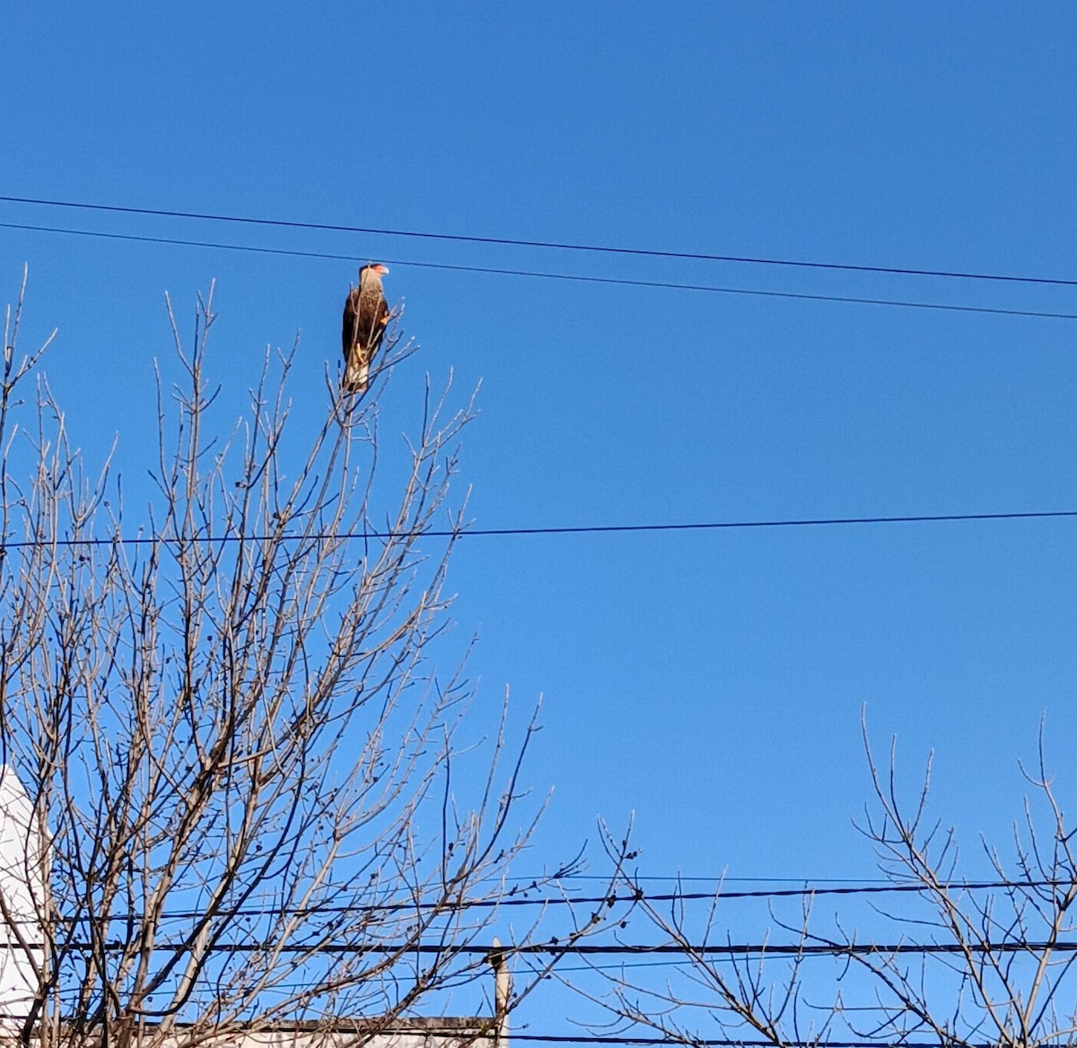 Равнинная каракара - ML644332313