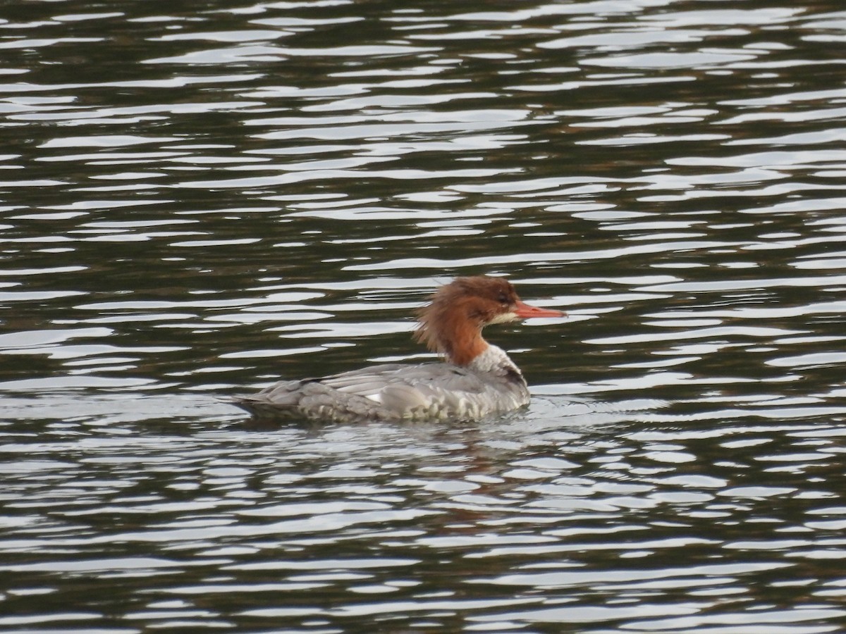 Большой крохаль - ML644332315