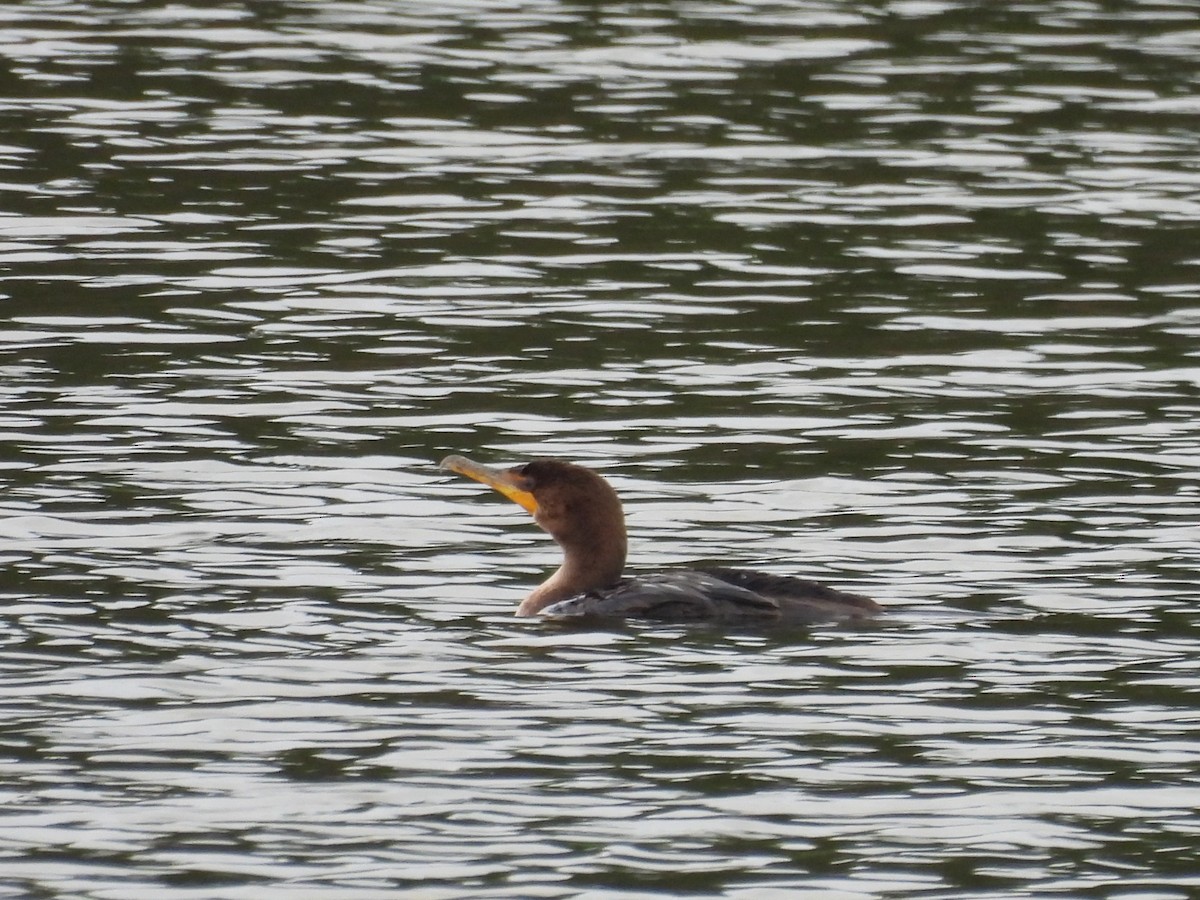 Ушастый баклан - ML644332321