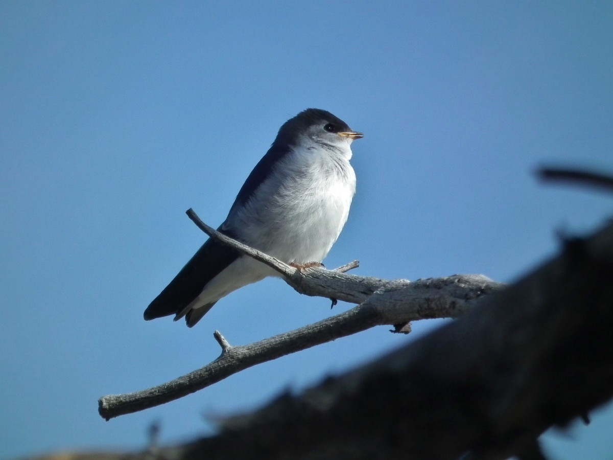 スミレミドリツバメ - ML644332329