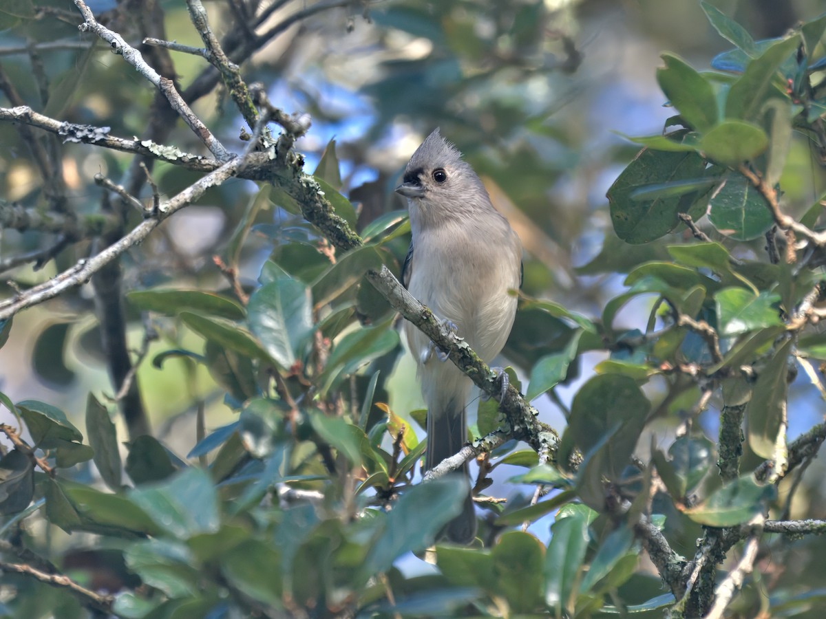 Tufted Titmouse - ML644332331