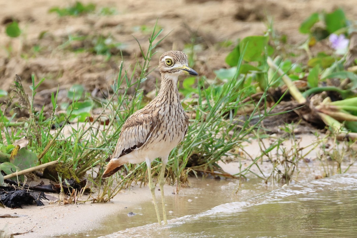 Лежень річковий - ML644332345