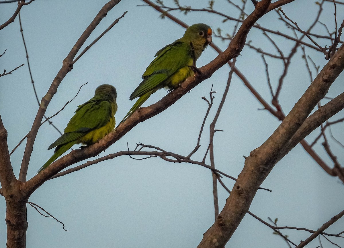 Peach-fronted Parakeet - ML644332346