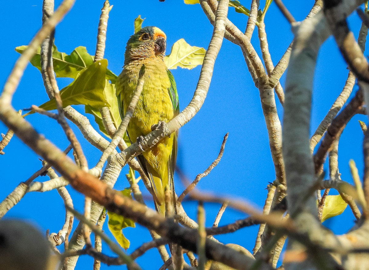 Peach-fronted Parakeet - ML644332347