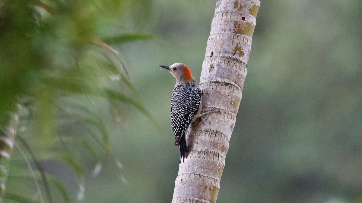 Golden-fronted Woodpecker - ML644332348