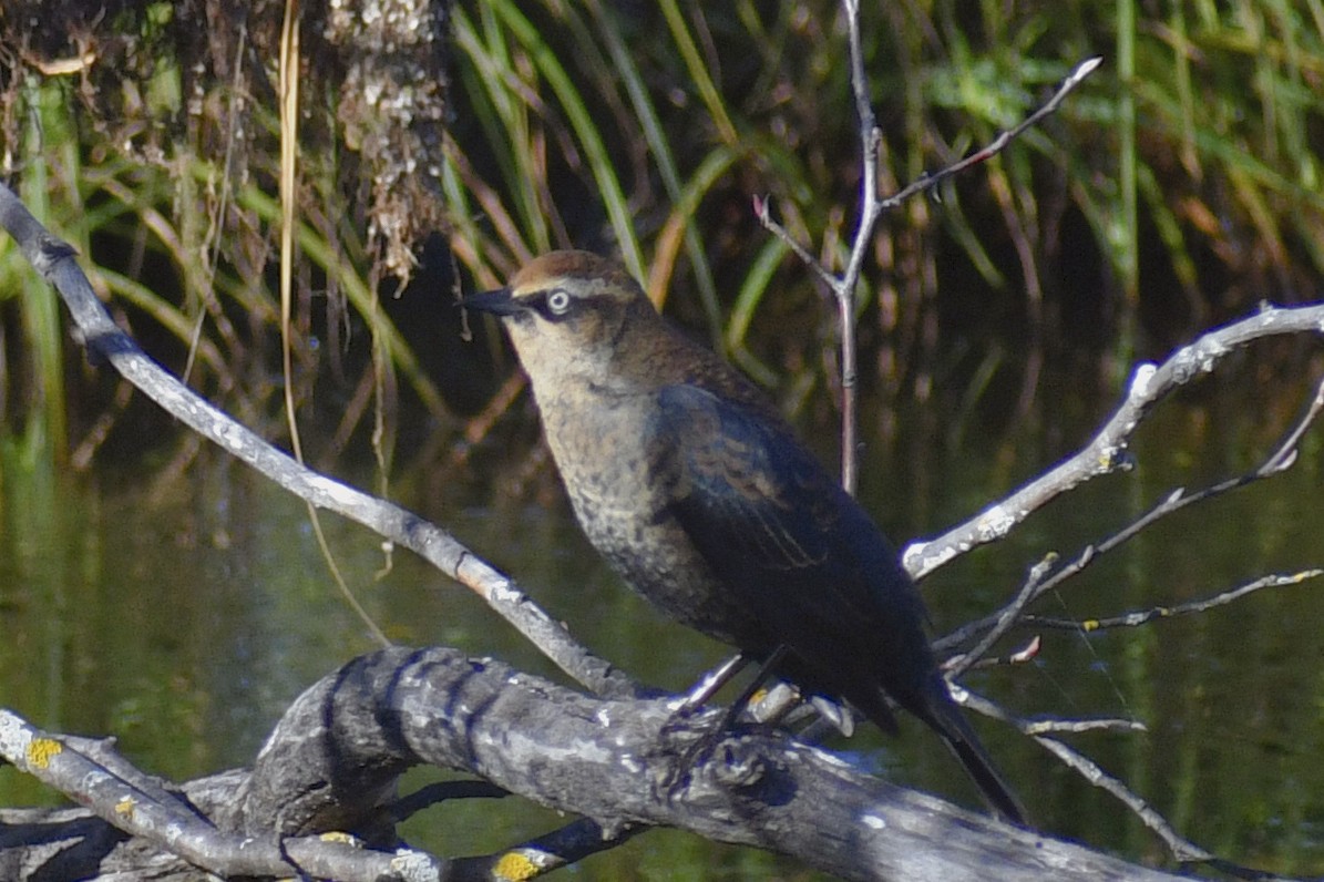 Rusty Blackbird - ML644332376