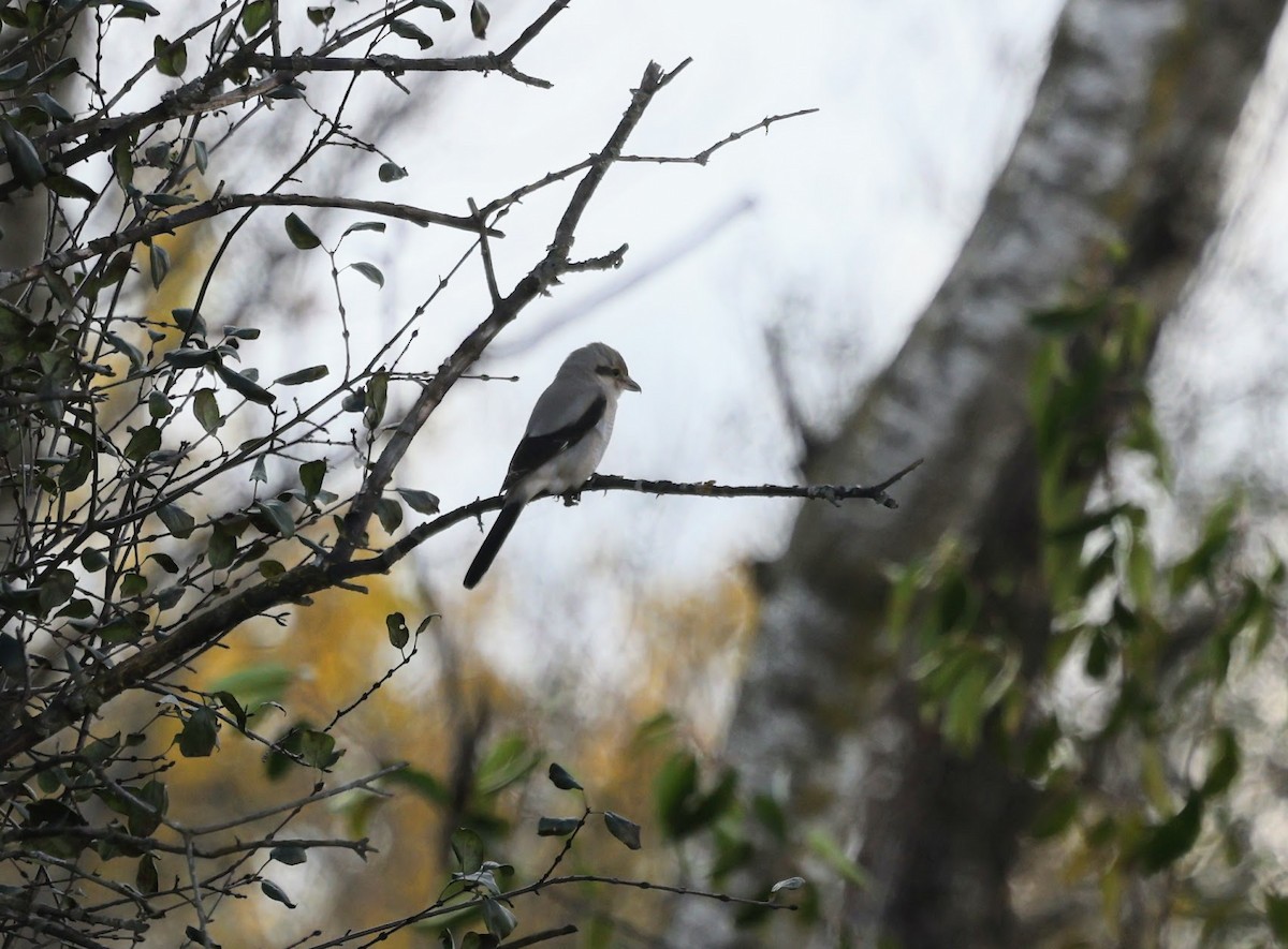 ťuhýk severní - ML644332389