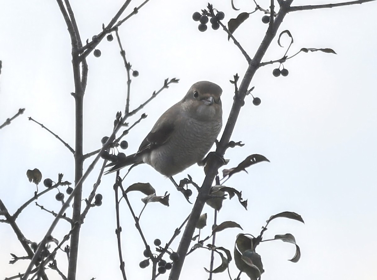 ťuhýk severní - ML644332390