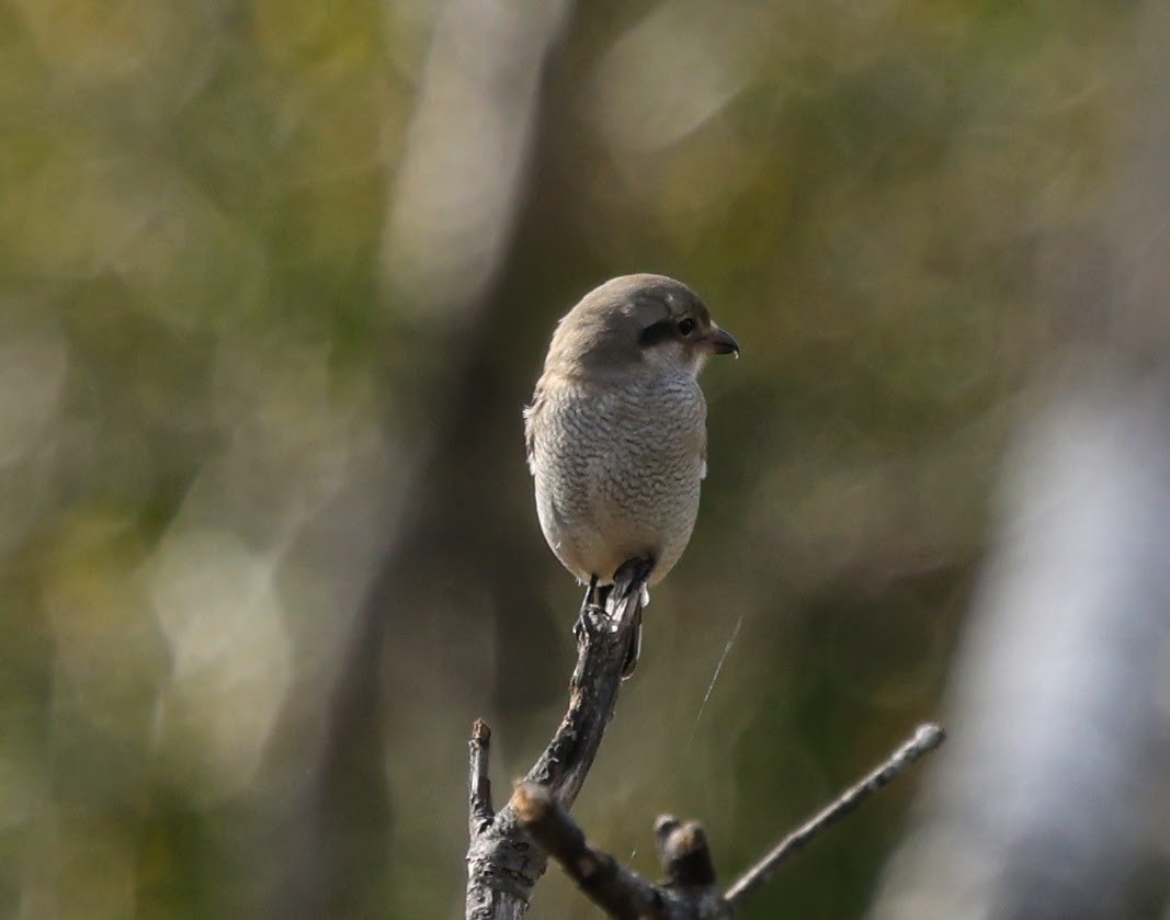 ťuhýk severní - ML644332391