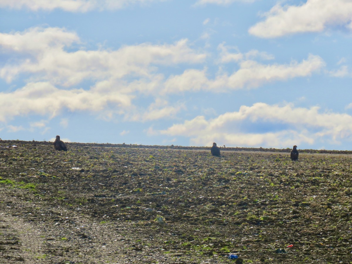 orel bělohlavý - ML644332393