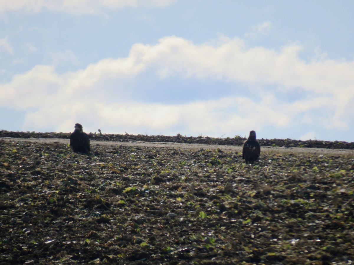 orel bělohlavý - ML644332394