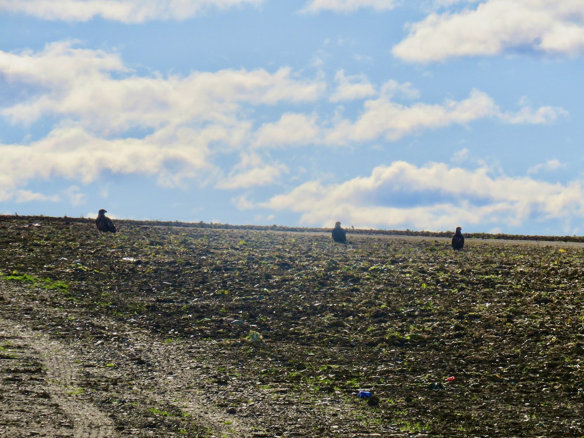 orel bělohlavý - ML644332395