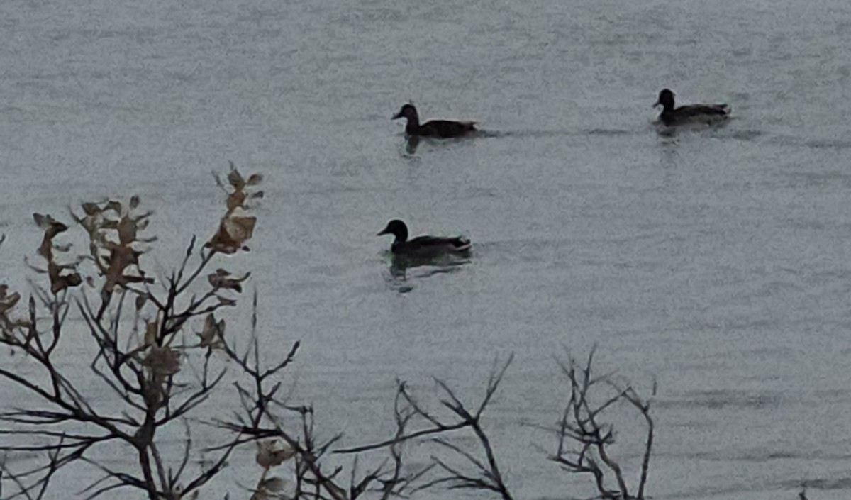 Mallard - ML644332399