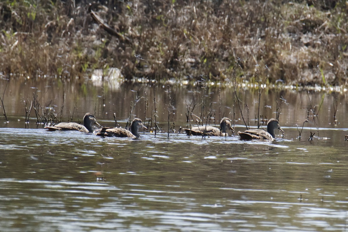 Mexican Duck - ML644332401