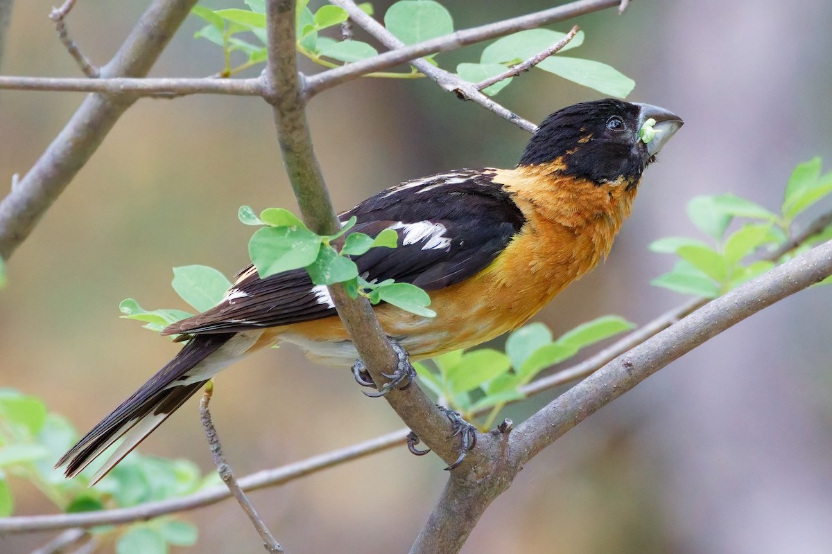Black-headed Grosbeak - ML644332408
