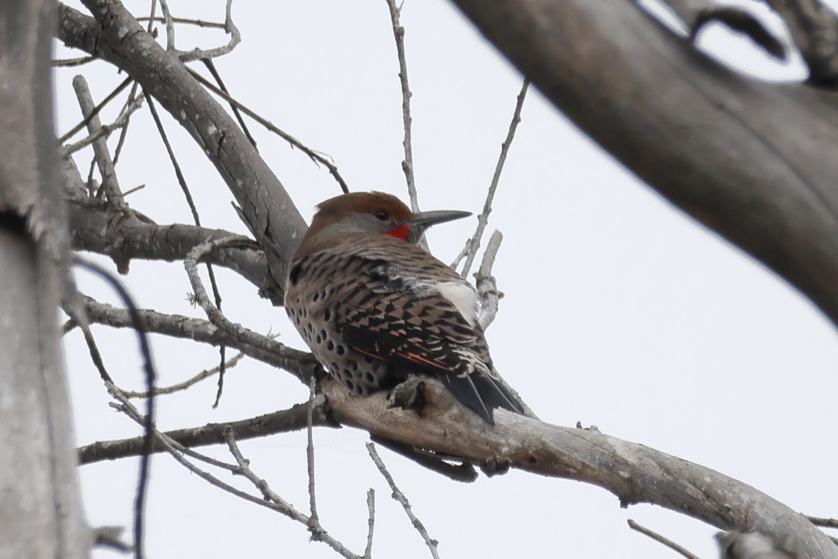 Northern Flicker (Red-shafted) - ML644332409