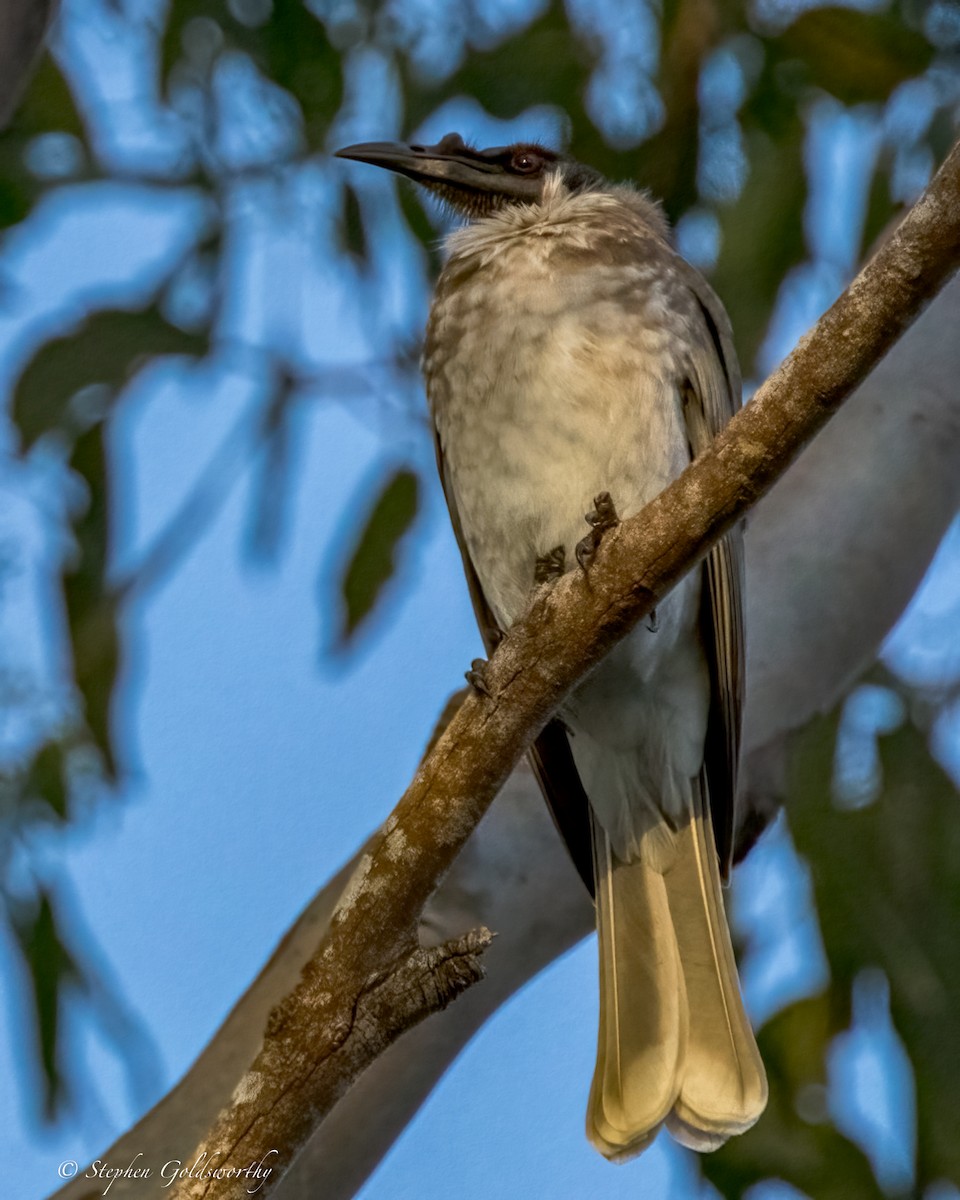 Noisy Friarbird - ML644332410