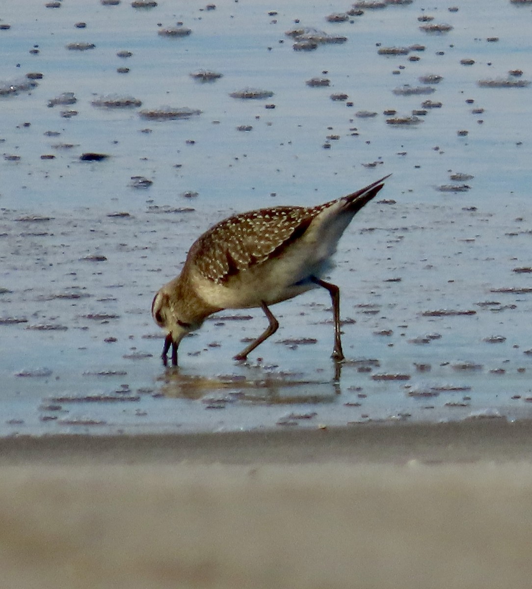 American Golden-Plover - ML644332419