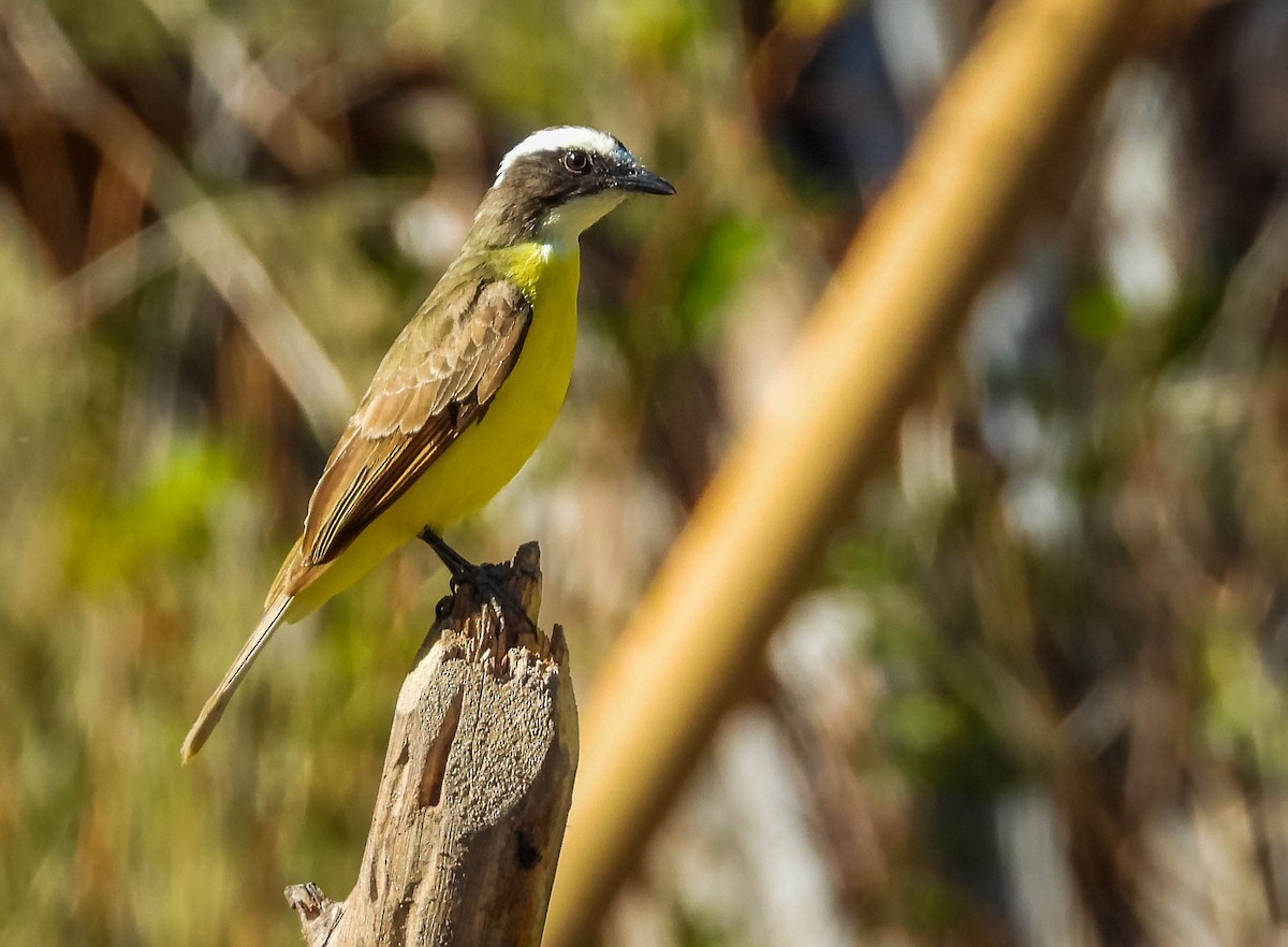 Social Flycatcher - ML644332421