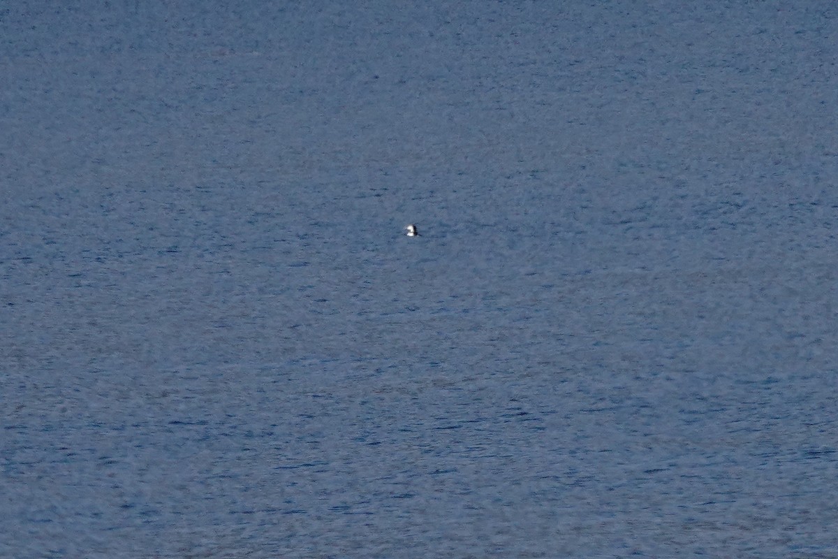 loon sp. - ML644332422