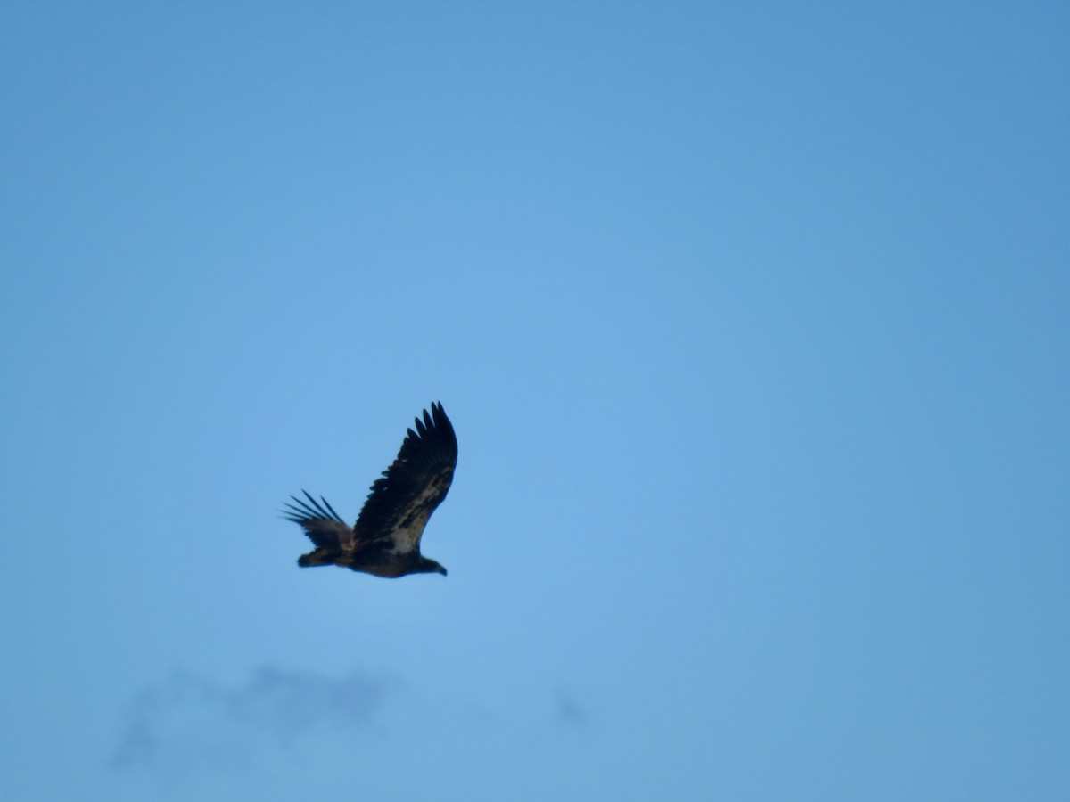 orel bělohlavý - ML644332432