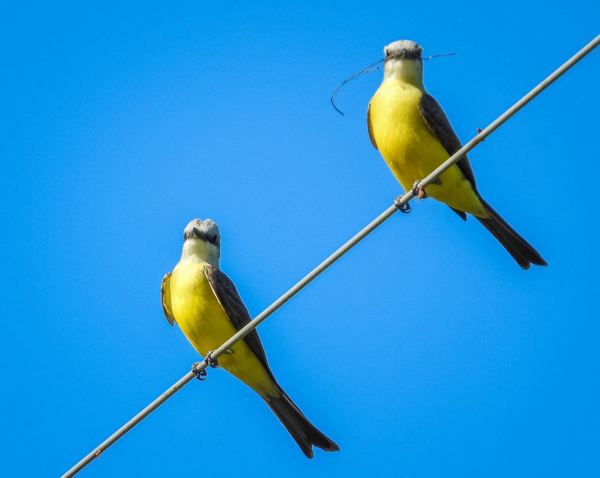 White-throated Kingbird - ML644332439