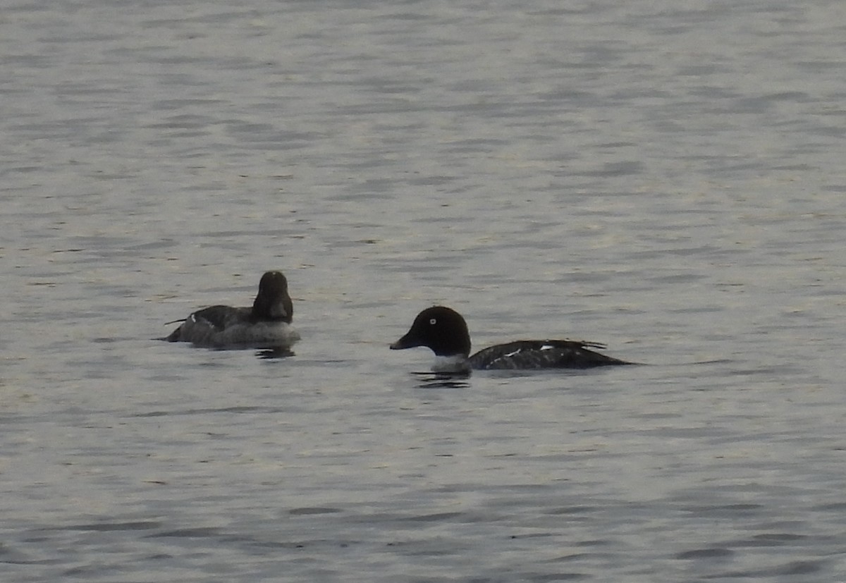 Гоголь - ML644332446