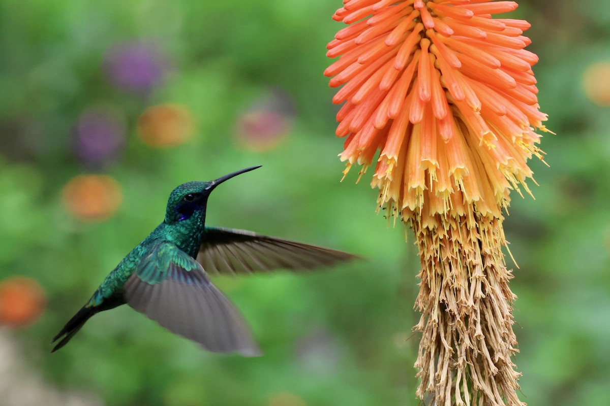 fiolørekolibri - ML644332466