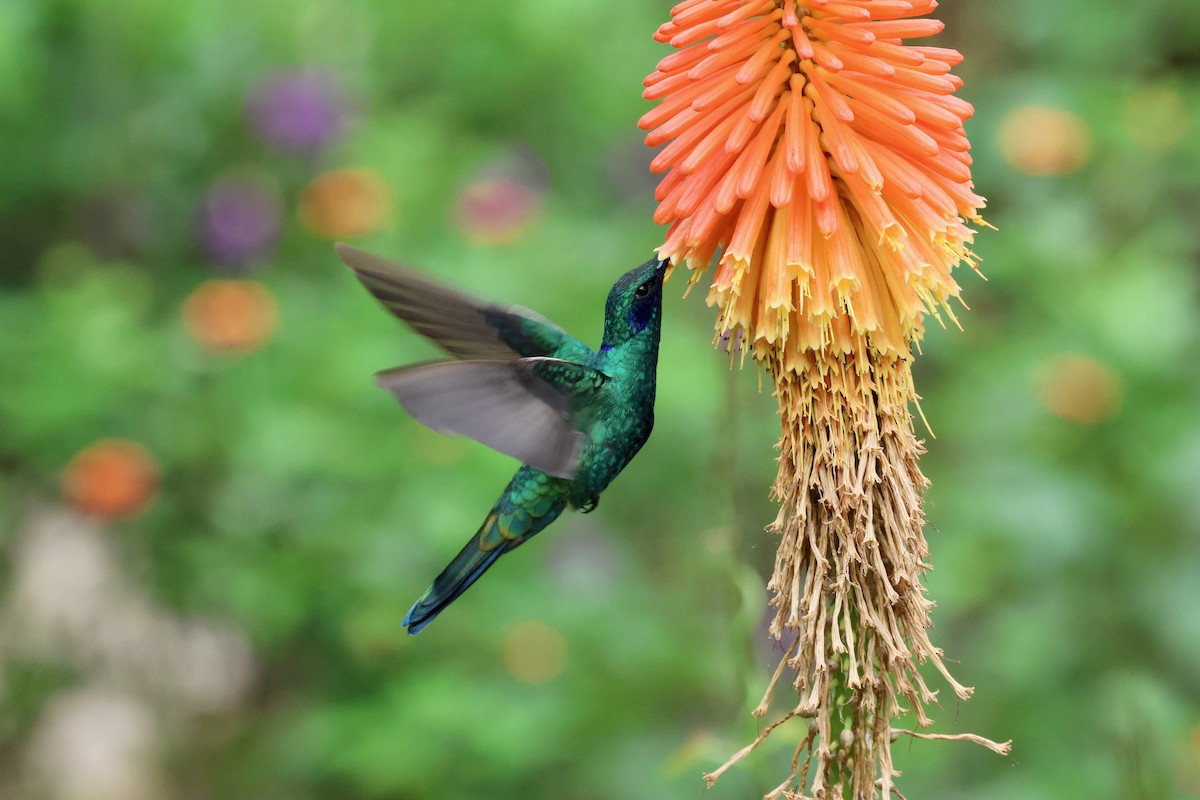 fiolørekolibri - ML644332467