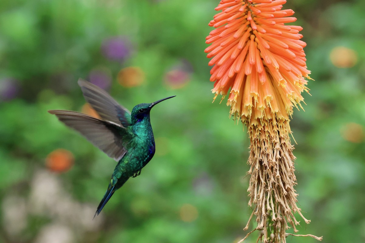 fiolørekolibri - ML644332468