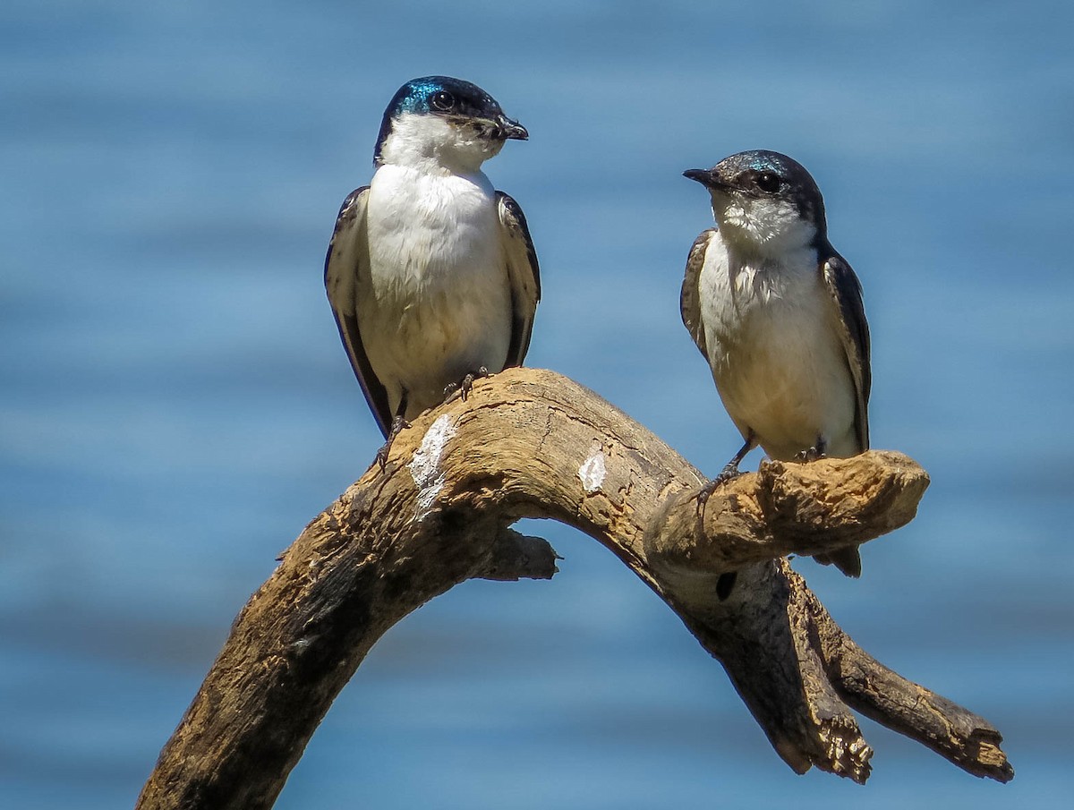 hvitbremsvale - ML644332479