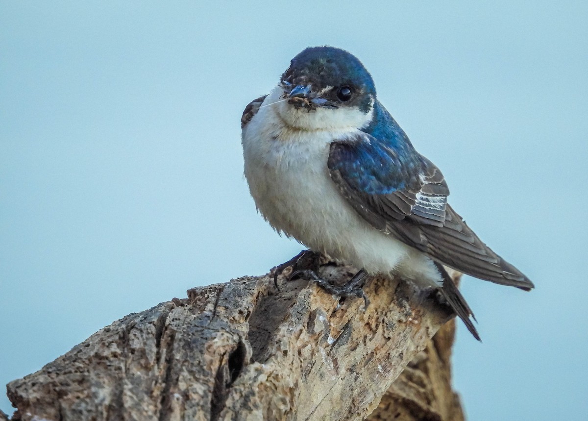 hvitbremsvale - ML644332481