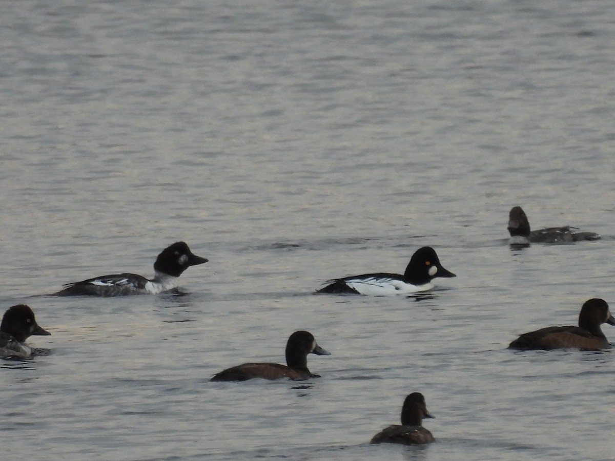 Гоголь - ML644332485