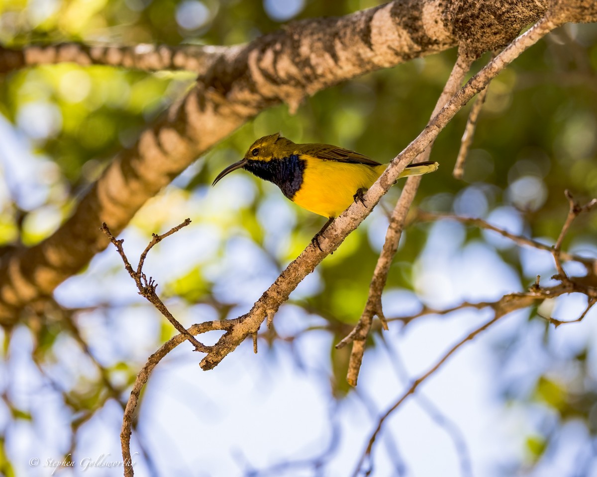 Sahul Sunbird - ML644332487