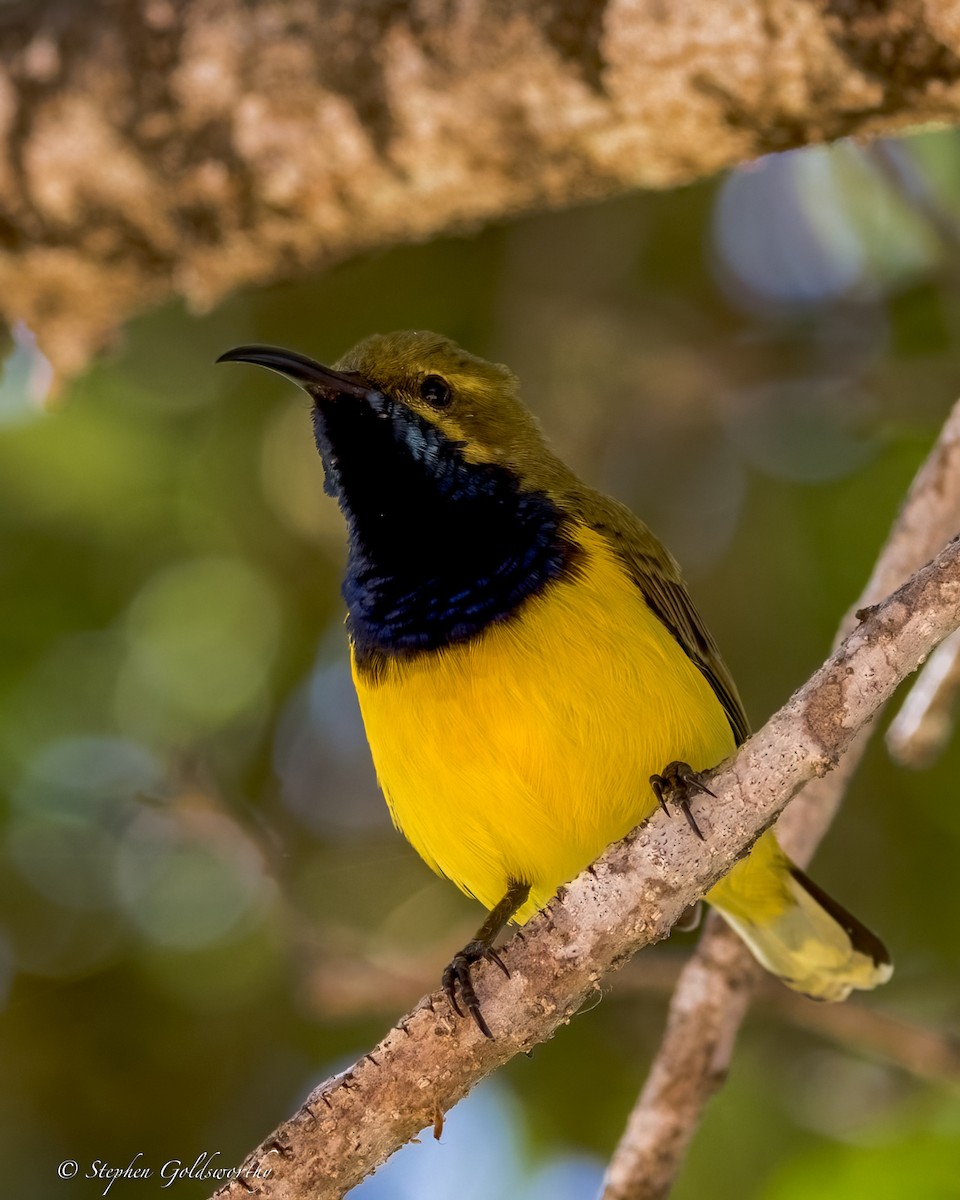 Sahul Sunbird - ML644332488