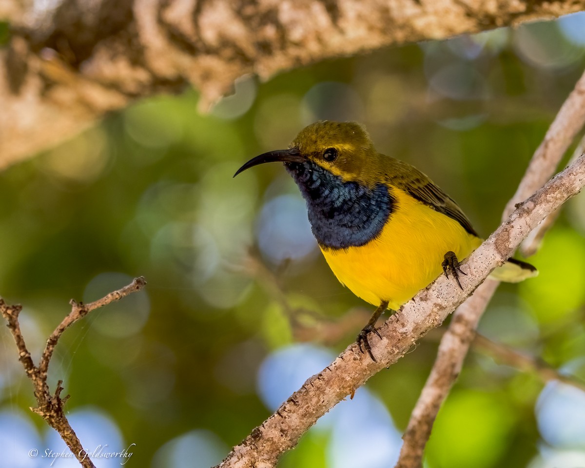 Sahul Sunbird - ML644332489