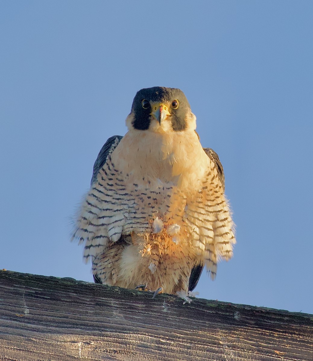 Faucon pèlerin - ML644332492