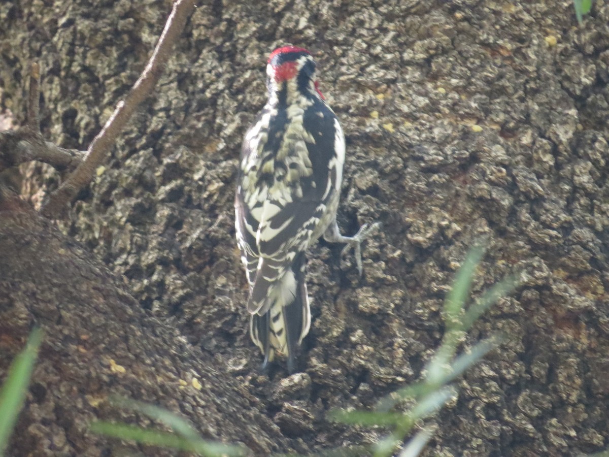 Rotnacken-Saftlecker - ML644332496