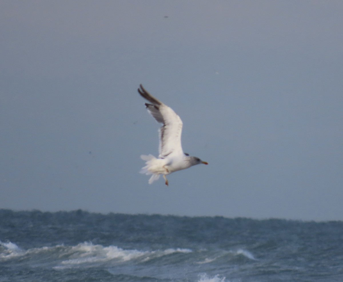Lesser Black-backed Gull - ML644332499