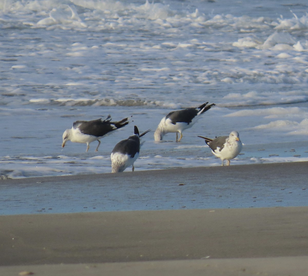 Lesser Black-backed Gull - ML644332500