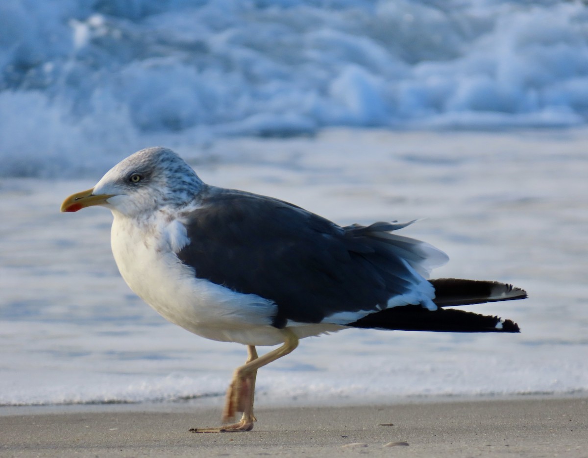 Lesser Black-backed Gull - ML644332502