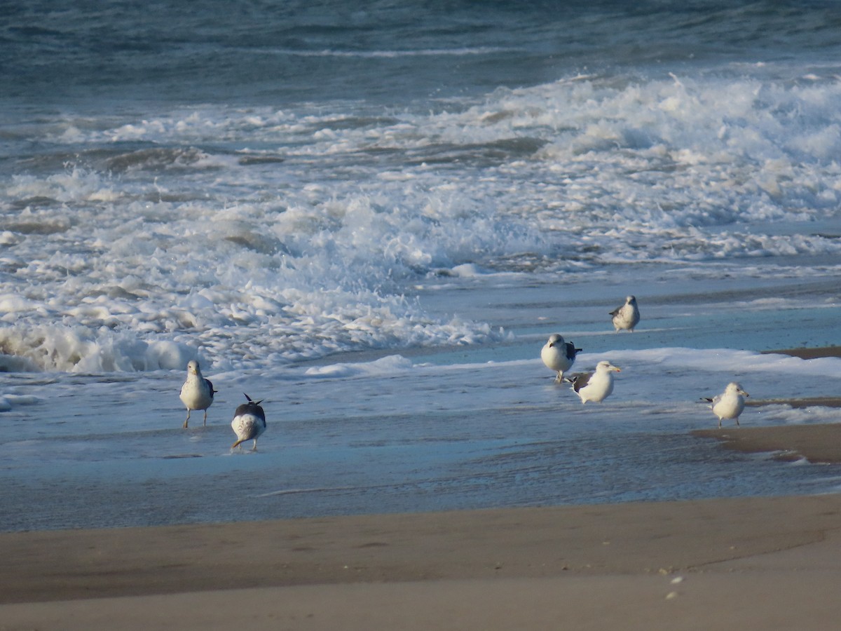 Lesser Black-backed Gull - ML644332503