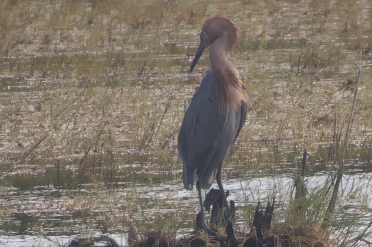 Reddish Egret - ML644332504