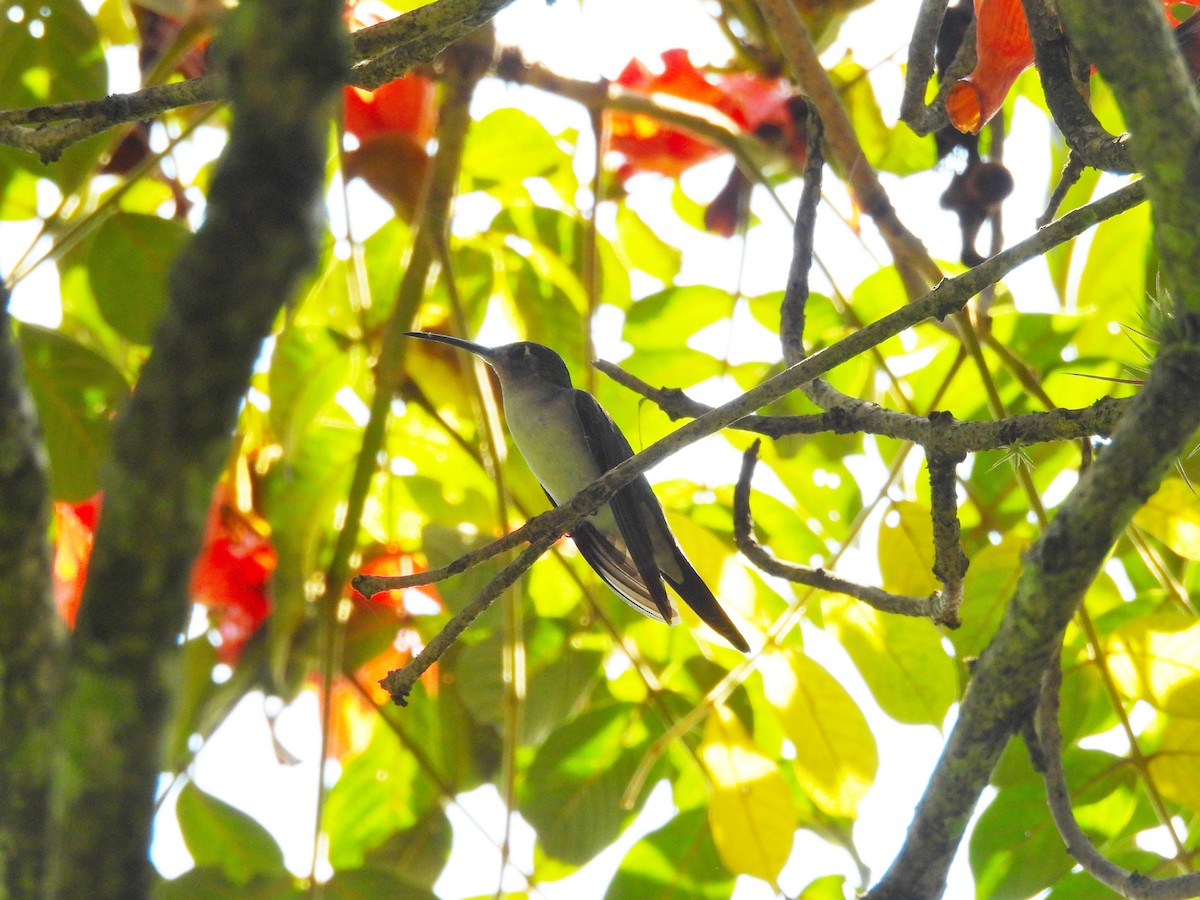 Wedge-tailed Sabrewing - ML644332512